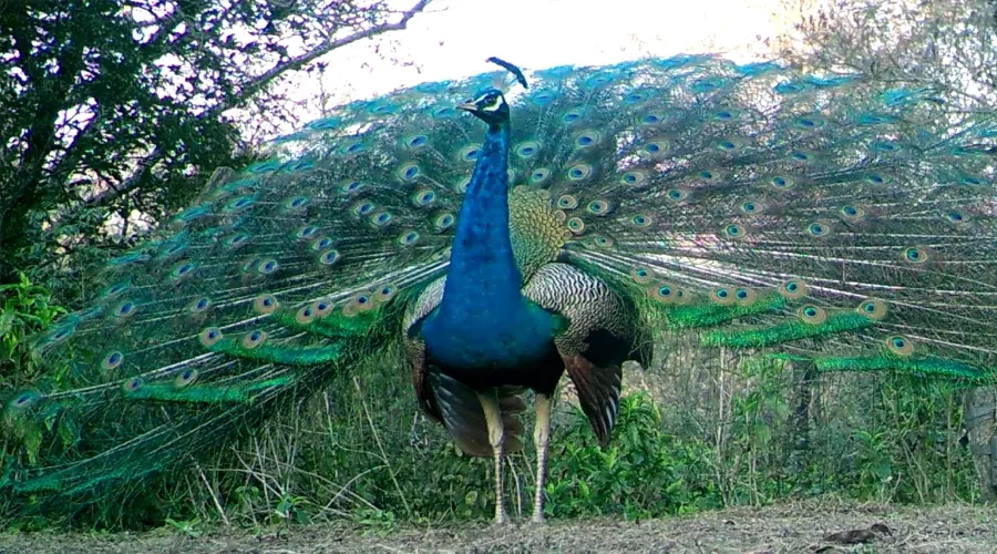 Takhni-Rehmapur Wildlife Sanctuary